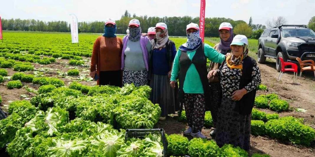 Doğu’nun Çukurovası’nda hasat heyecanı! 200 ton üzeri verim bekleniyor 4